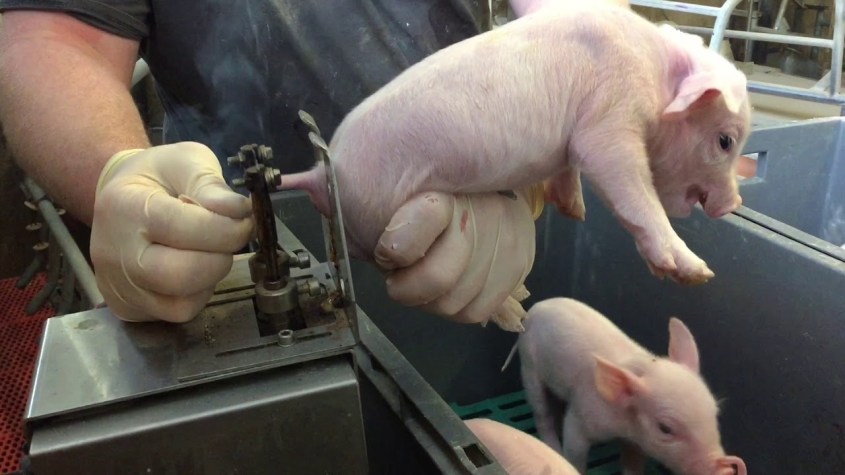 Ferkel unter cupierenpg