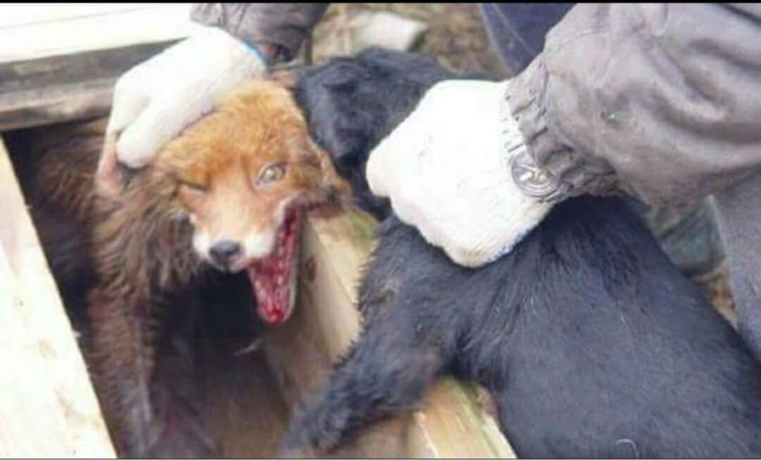 fuchs in schliefanlage mit Hund_o