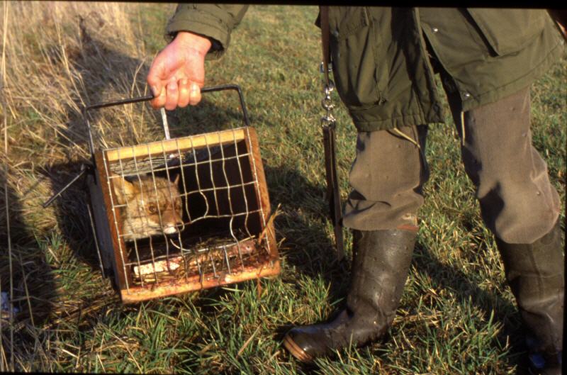 fuchs mit jaeger_1038