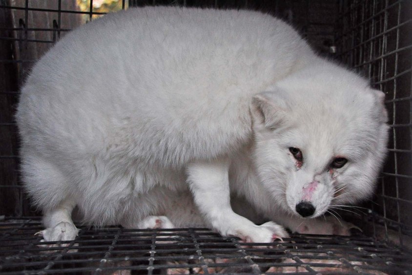 Fuchs-Pelzfarm-Polen-20161