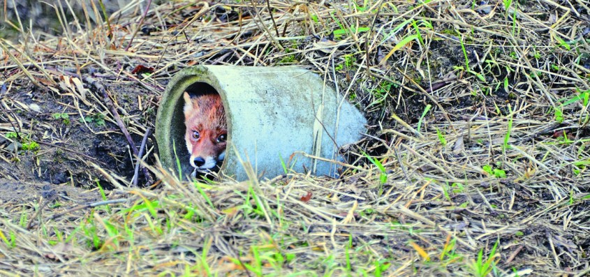 NJ_AP_16_2016 (AT) Aufmacher alternativ (DIT)