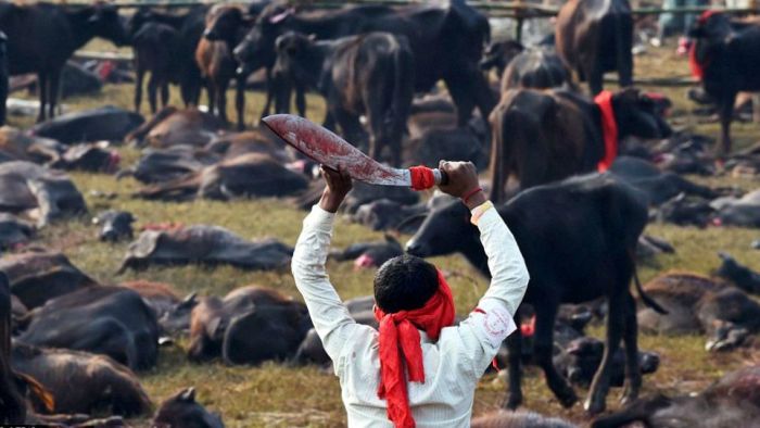 gadhimai