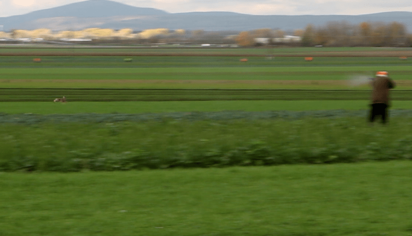 hasenjagd austriapng