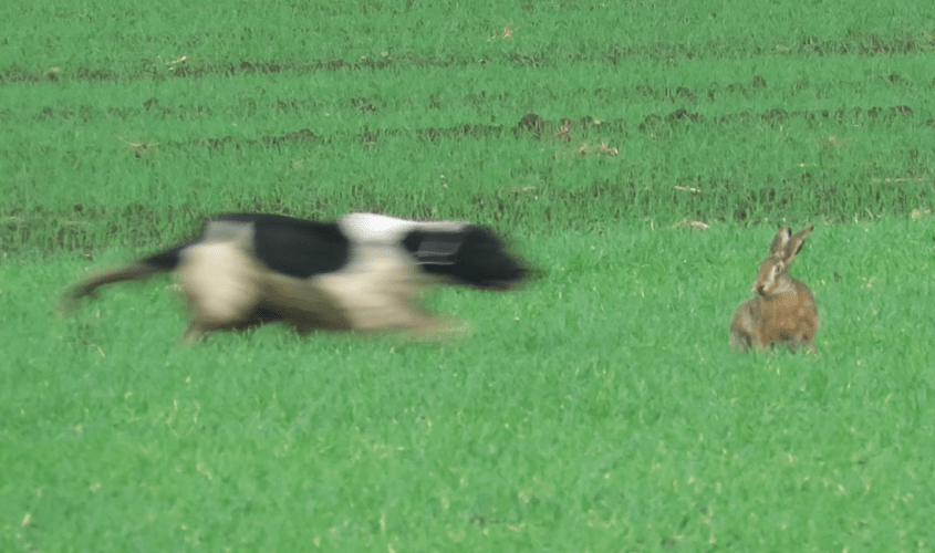 hasenjagd österreich