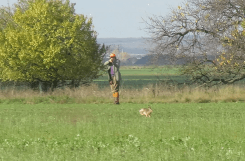 hasenjagd österreich 2png