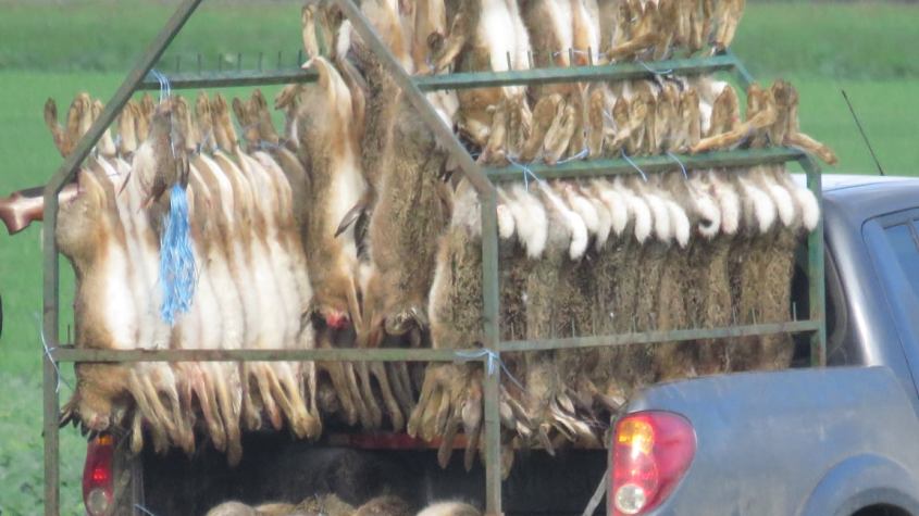 hasenjagd österreich 4