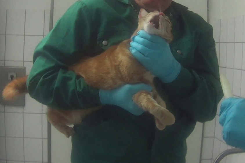 Katze_Testapplikation_Tierarzneistudie_LPT2019_SOKO_Tierschutz