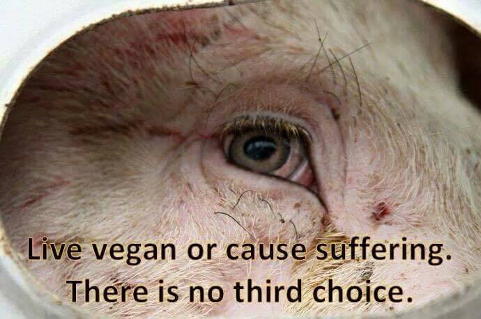 live vegan or cause sufferingn