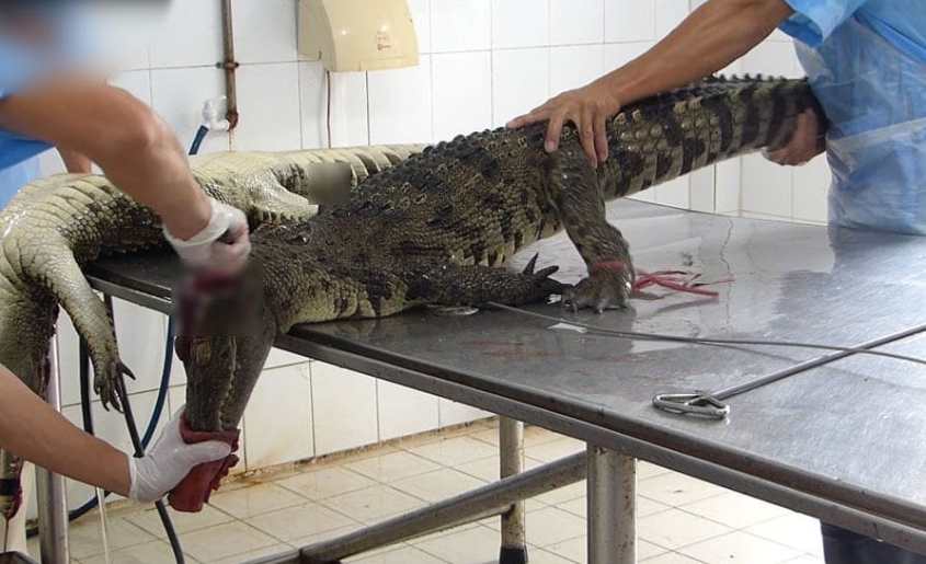 peta-crocodile-leather-2_censored