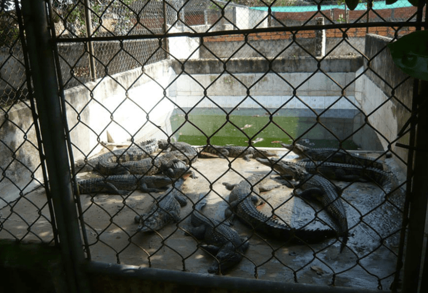 peta-crocodile-leather-3