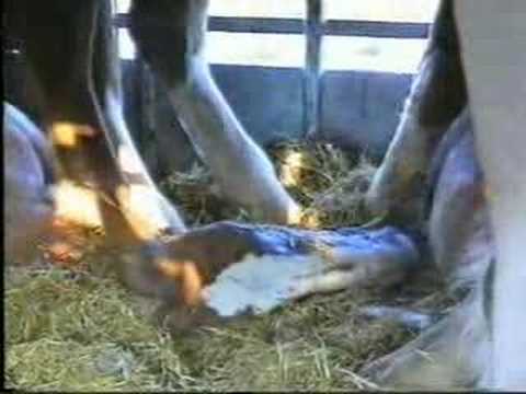 pferde transport Italienjpg