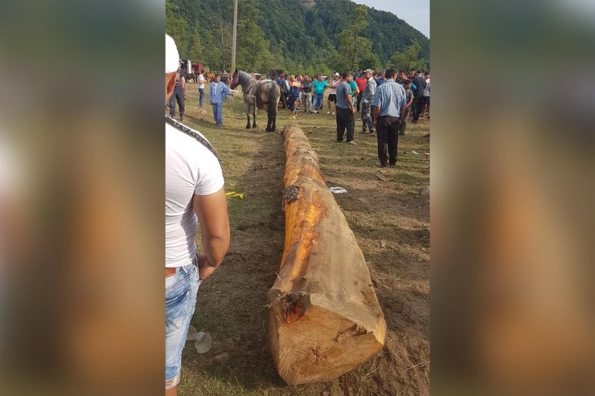 -Pferdemarkt-Rumaenien-Arges-180909-glow-c-PETA-D