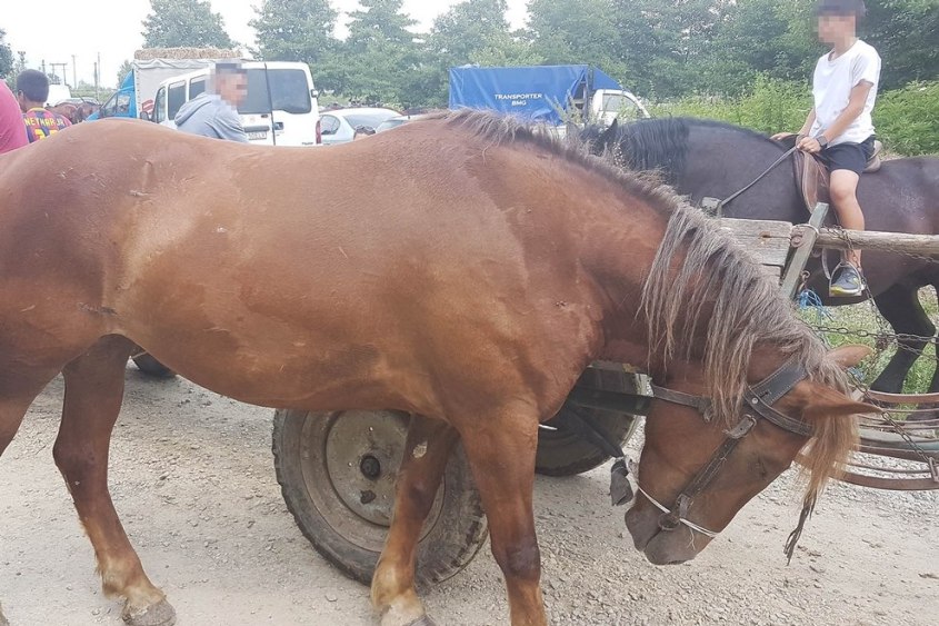 Pferdemarkt-Rumaenien