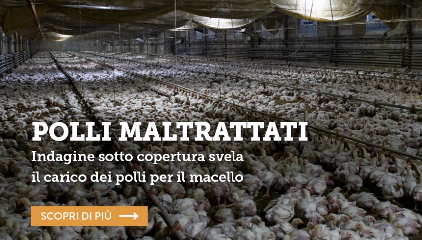 polli-essere-animali.jpg