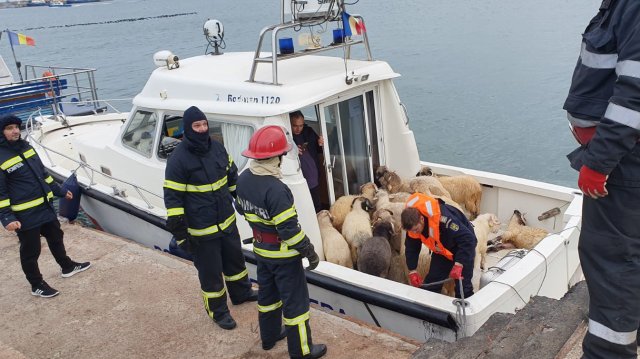 ROMANIA-SAUDI-ARABIA-SHEEPS