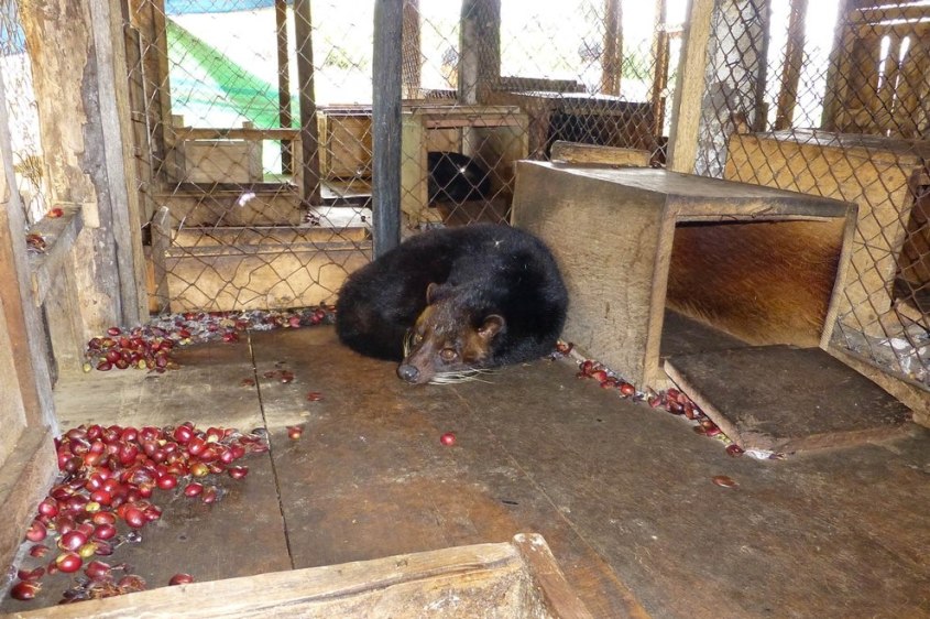 Schleichkatzen-Kopi-Luwak-