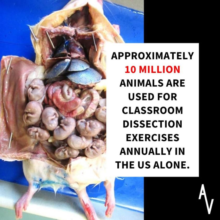 schwangere Maus aufgeschlitztpg