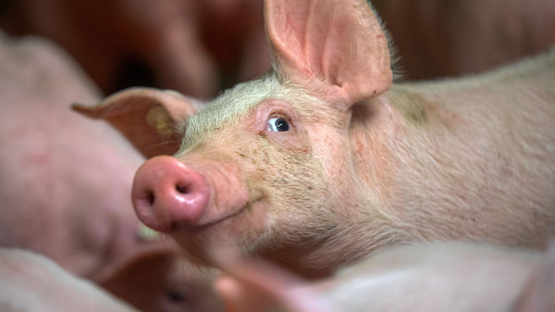 Neuregelung bei Ferkel-Kastrationen