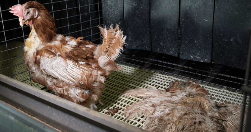 talia1_essereanimali-1200x630