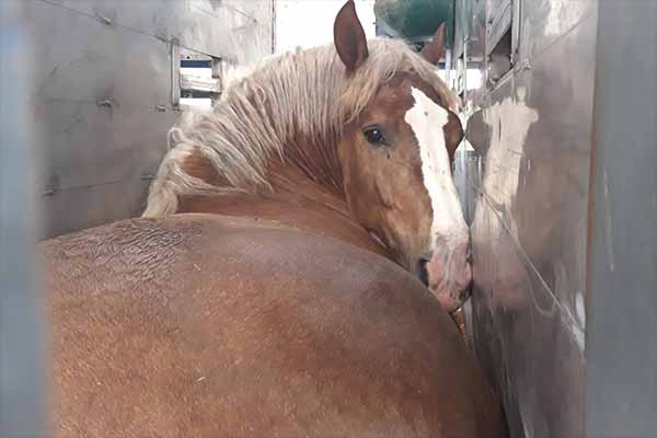 Tiertransport_Schlachtpferde_Italien_2019_07_20