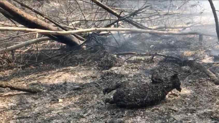 verbranntes Coalajpg