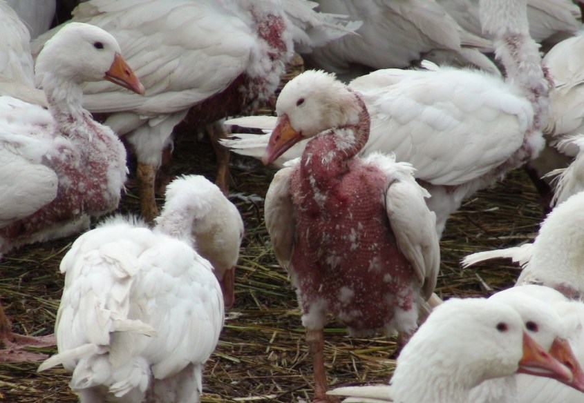 VIER PFOTEN_gänsepg