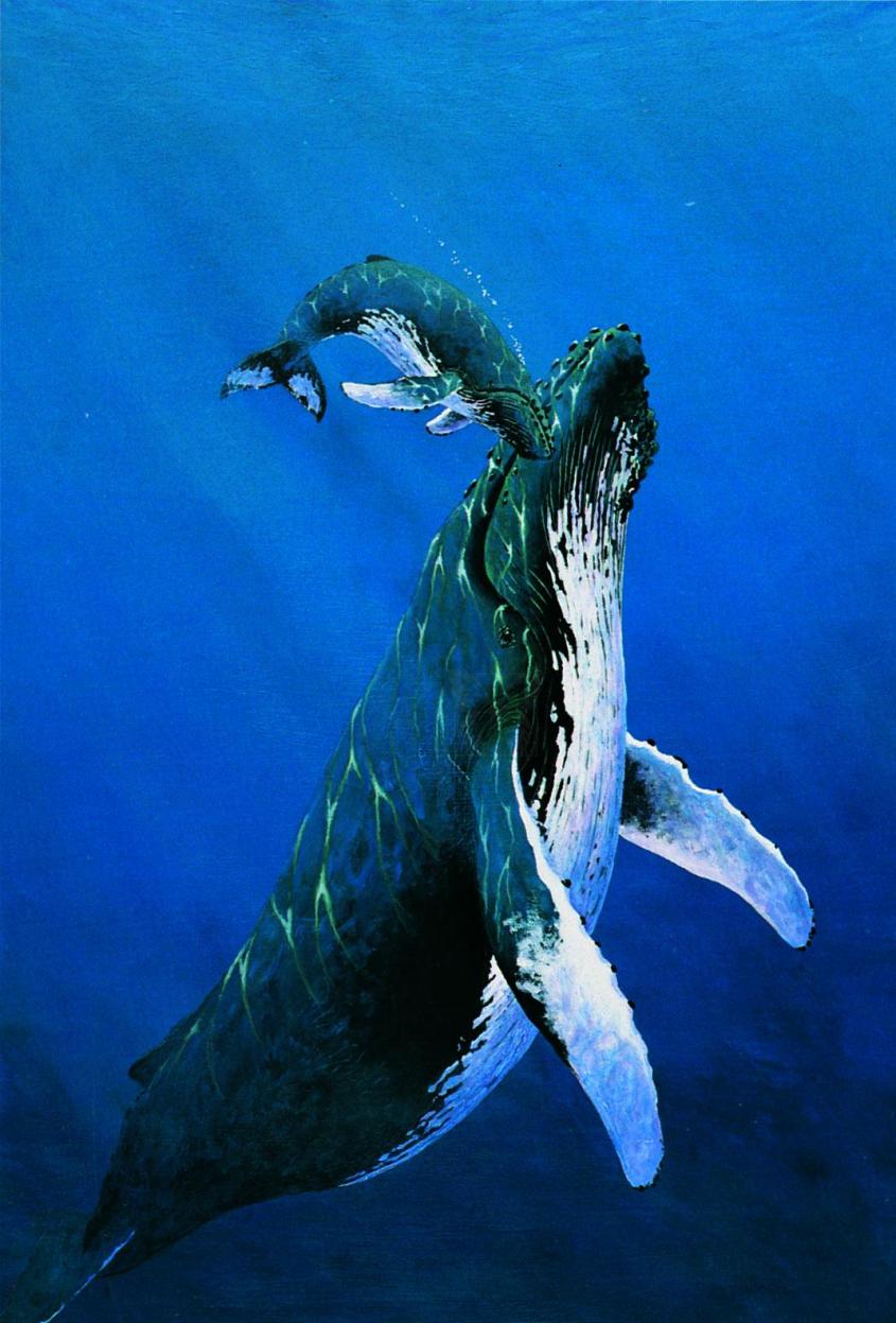 whale_and_calf_2