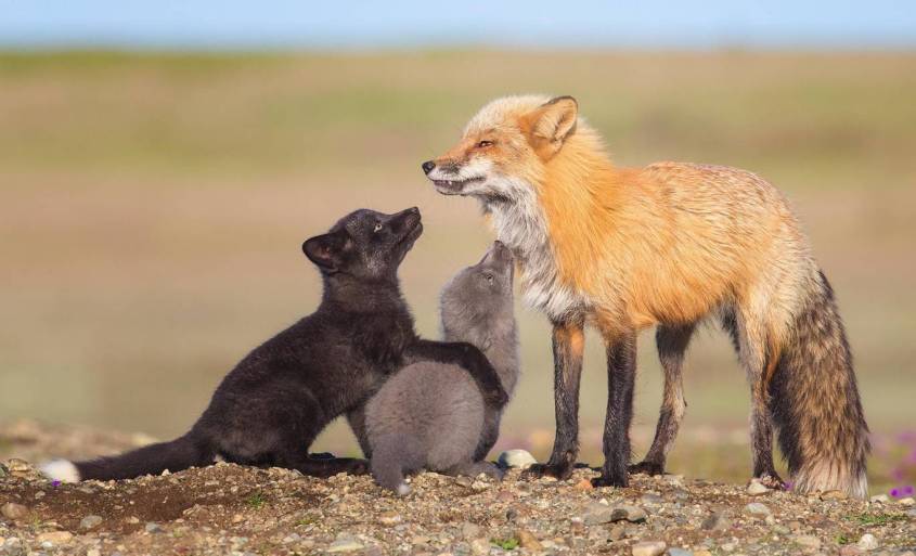 wildlife-photographer-füchsejpg