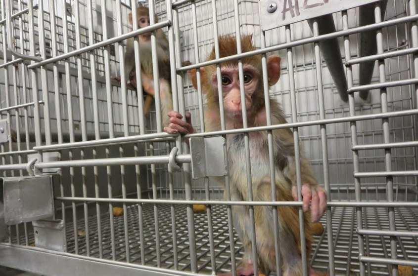2015-01-22-Primate-Products-Investigagtion-Affe-006-c-PETA-USA