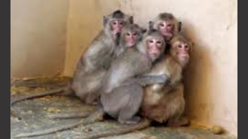 Affen in Labor alle zusammenjpg