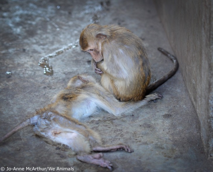 AirFrance-6-affe tot jpg
