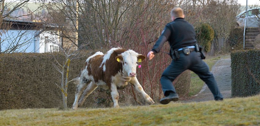ausgebüxter stierjpg
