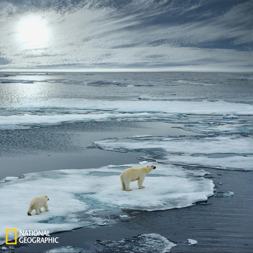 bären in geschmolzenem Eis