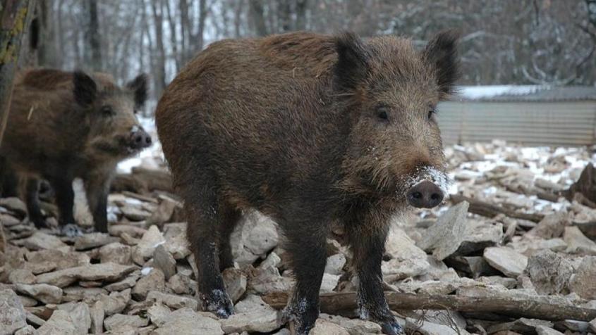 boar france
