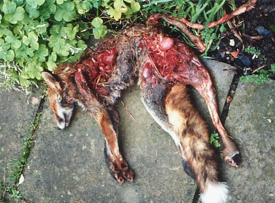 East Kent Murder.jpg