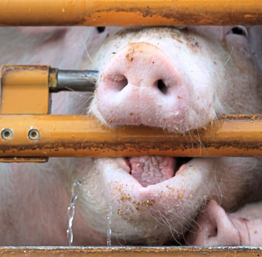 gestresste schweinejpg