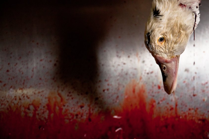 hängender Kopf Gansjpg