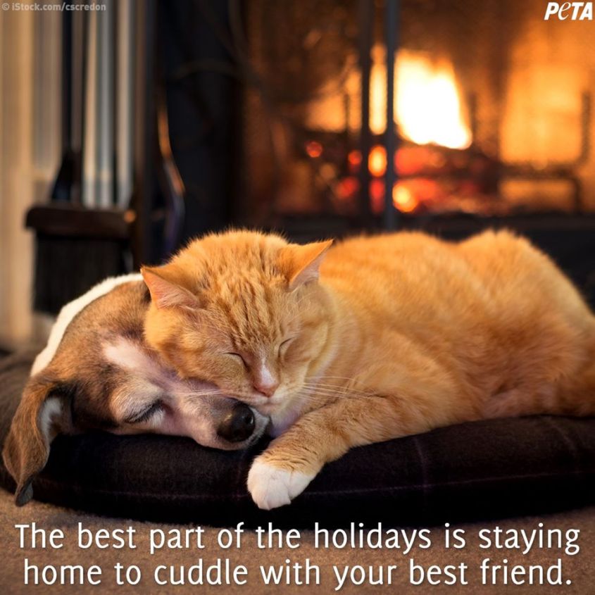 katze und Hund Karikatur