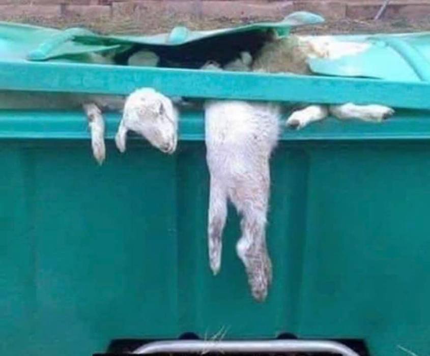 lämmer in kontainer_n