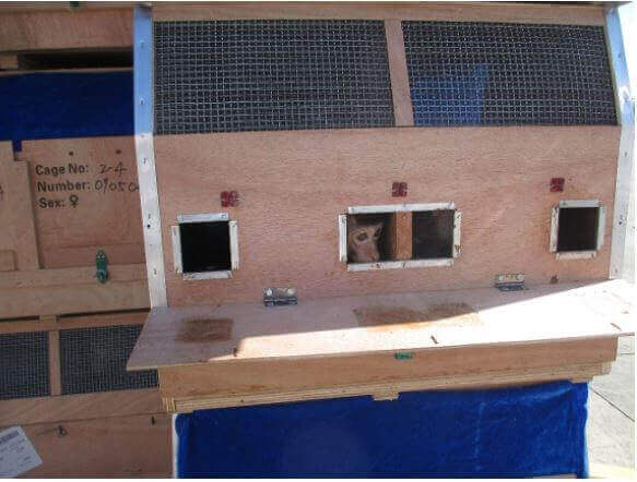 luft transport affen