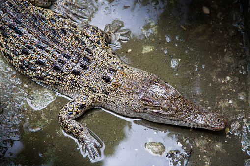 Philippine crocodile in captivity