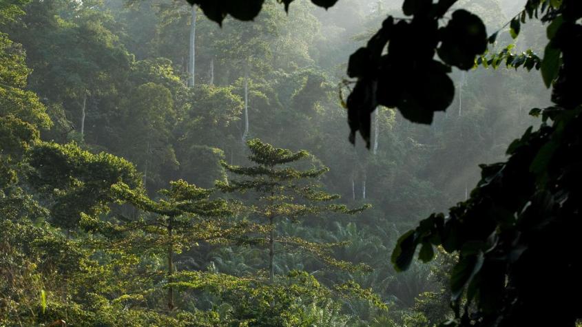 regenwald-in-ghana-100~1280x720