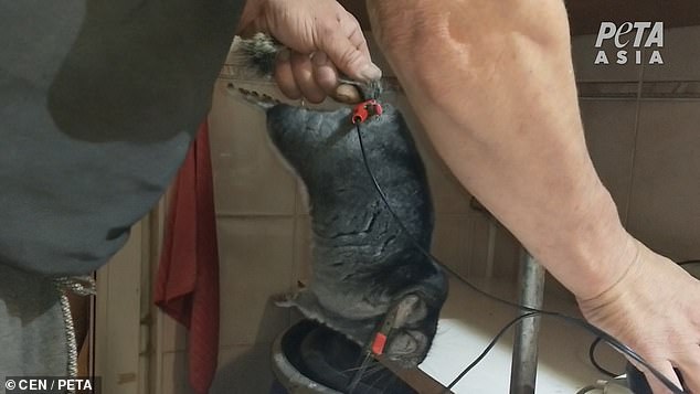 ruschische Pelzfarmen 6