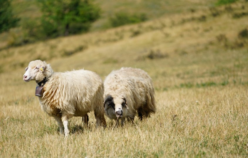 schafen aus Midia.jpg