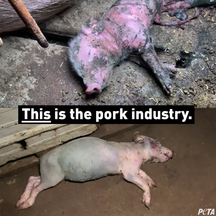 schweine industry pg