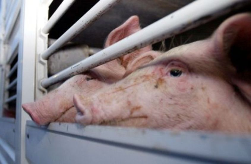 tiertransport mit schweinepg