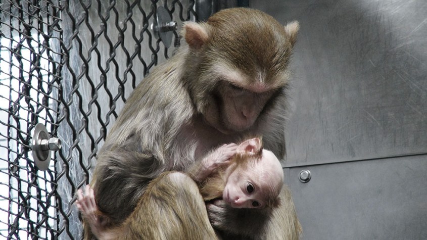 Tierversuche mit Primaten am National Institute of Health, USA.