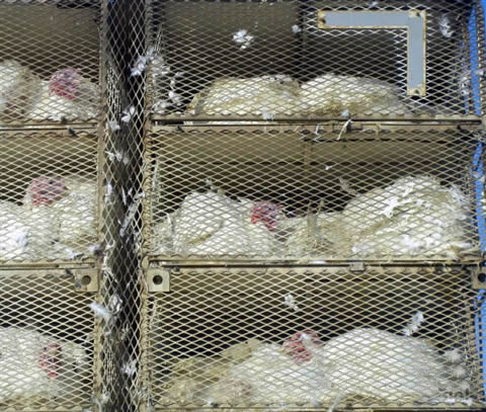 turkey transport letter.jpg