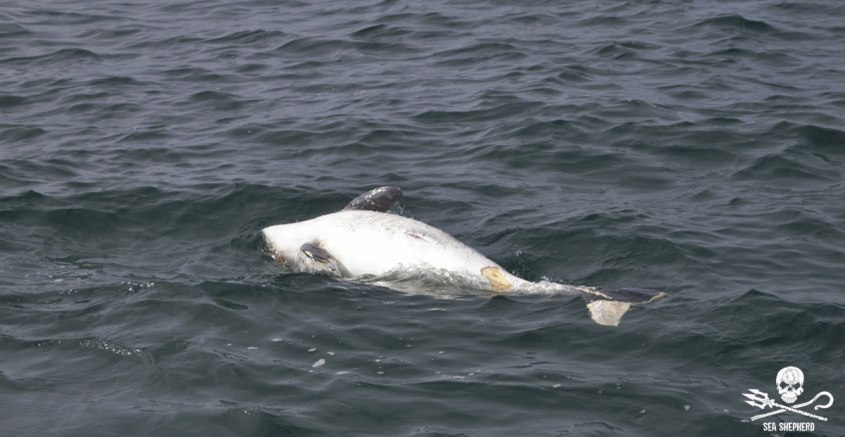 wal tot in Deutschland