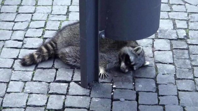 waschbär am Bodenjpg